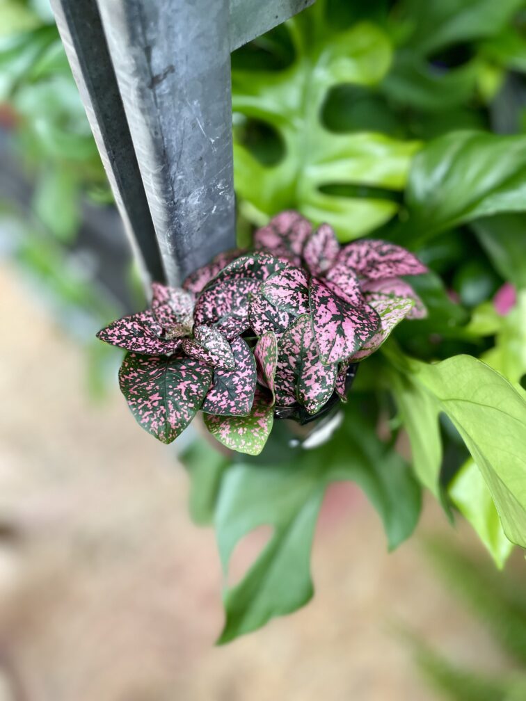 Zdjęcie rosliny doniczkowej Hypoestes phyllostachya Pink (Niedośpian), ujęcie 1