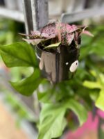 Zdjęcie rosliny doniczkowej Hypoestes phyllostachya Pink (Niedośpian), ujęcie 2