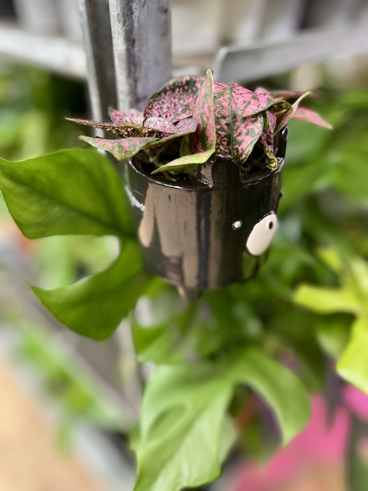 Zdjęcie rosliny doniczkowej Hypoestes phyllostachya Pink (Niedośpian), ujęcie 2