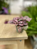 Zdjęcie rosliny doniczkowej Hypoestes phyllostachya Pink (Niedośpian), ujęcie 3