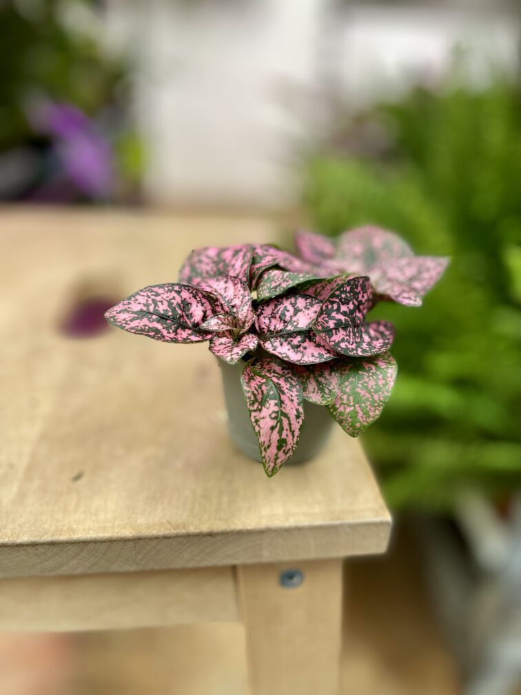 Zdjęcie rosliny doniczkowej Hypoestes phyllostachya Pink (Niedośpian), ujęcie 3