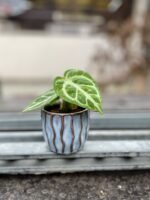 Zdjęcie doniczki lub oslonki: Osłonka Konik morski blue 6 × 6 cm, ujęcie 2