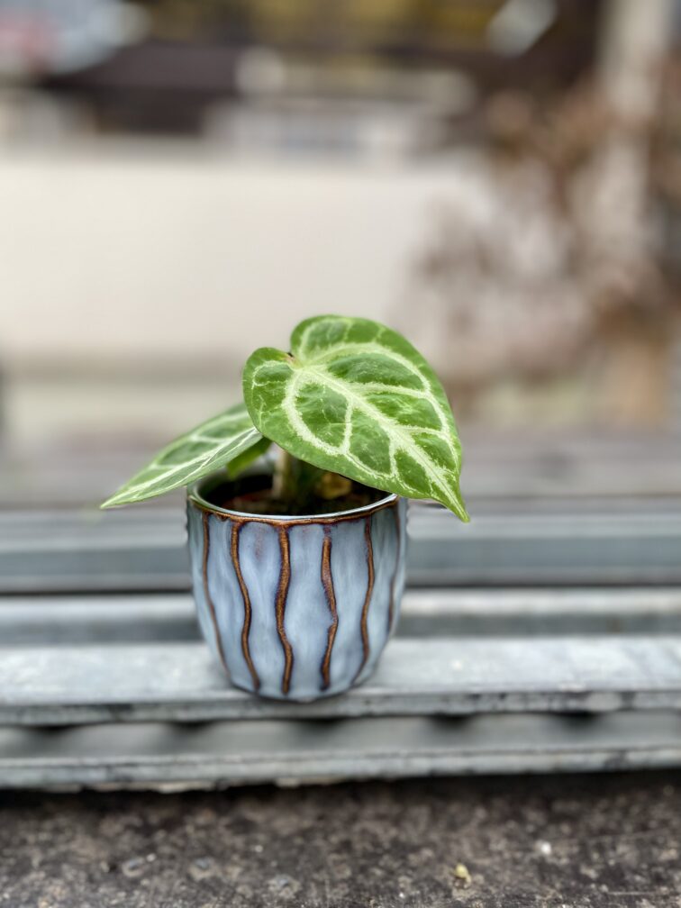 Zdjęcie doniczki lub oslonki: Osłonka Konik morski blue 6 × 6 cm, ujęcie 2