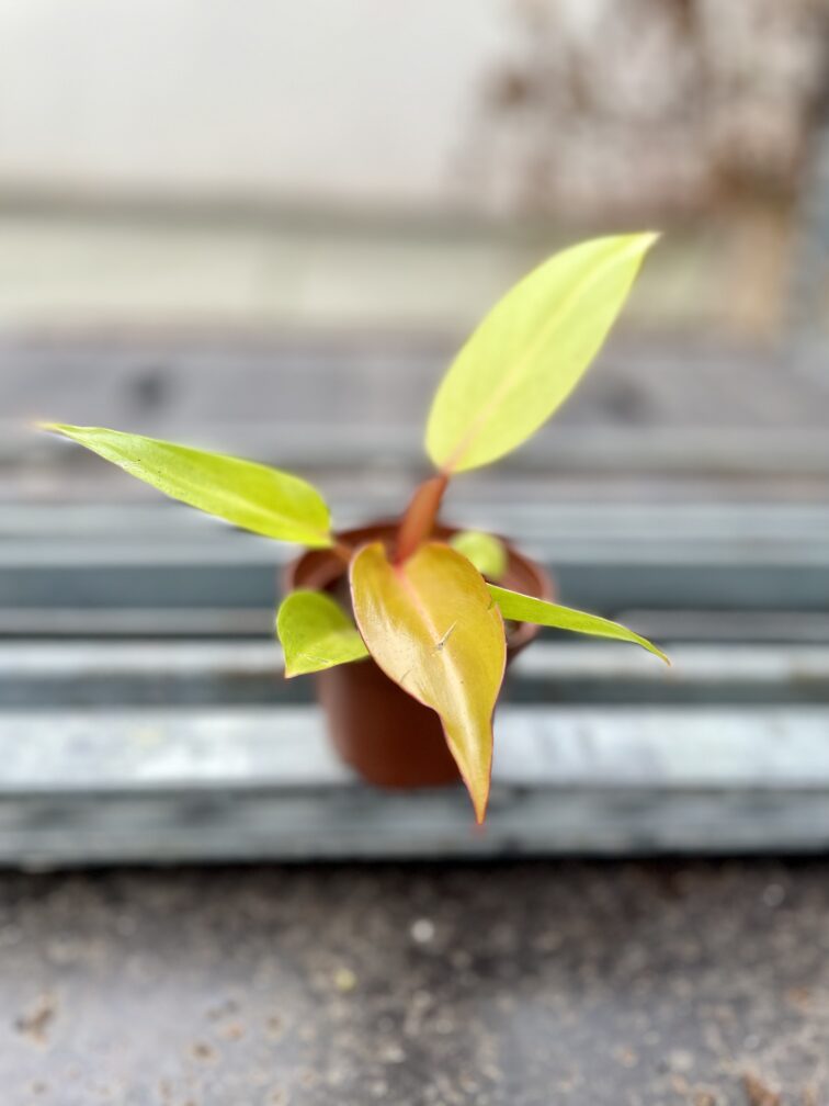 Zdjęcie rosliny doniczkowej Philodendron Prince of Orange, ujęcie 3