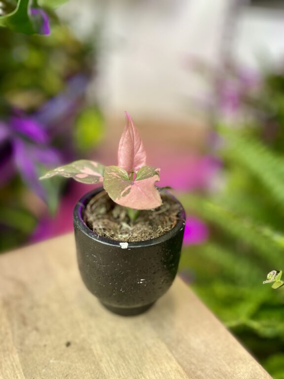 Zdjęcie rosliny doniczkowej Syngonium Pink Splash, ujęcie 1
