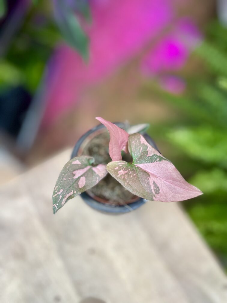 Zdjęcie rosliny doniczkowej Syngonium Pink Splash, ujęcie 2