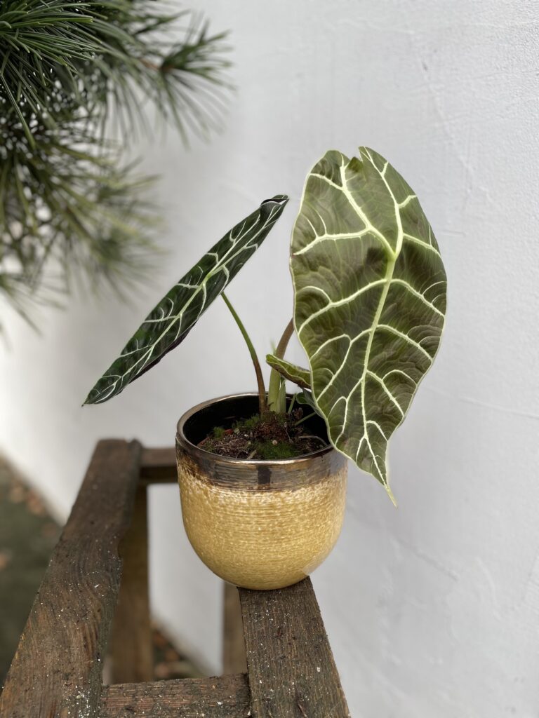 『SALE』Alocasia Longloba var(TC) 【7-5】 SALE』Alocasia Longloba var(TC) 【7-5】 Shop Buy Alocasia