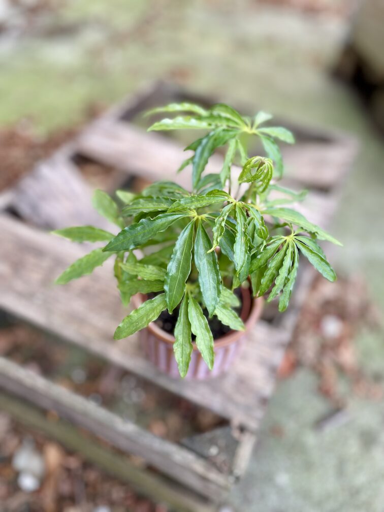 Zdjęcie rosliny doniczkowej Anthurium polyschistum, ujęcie 2