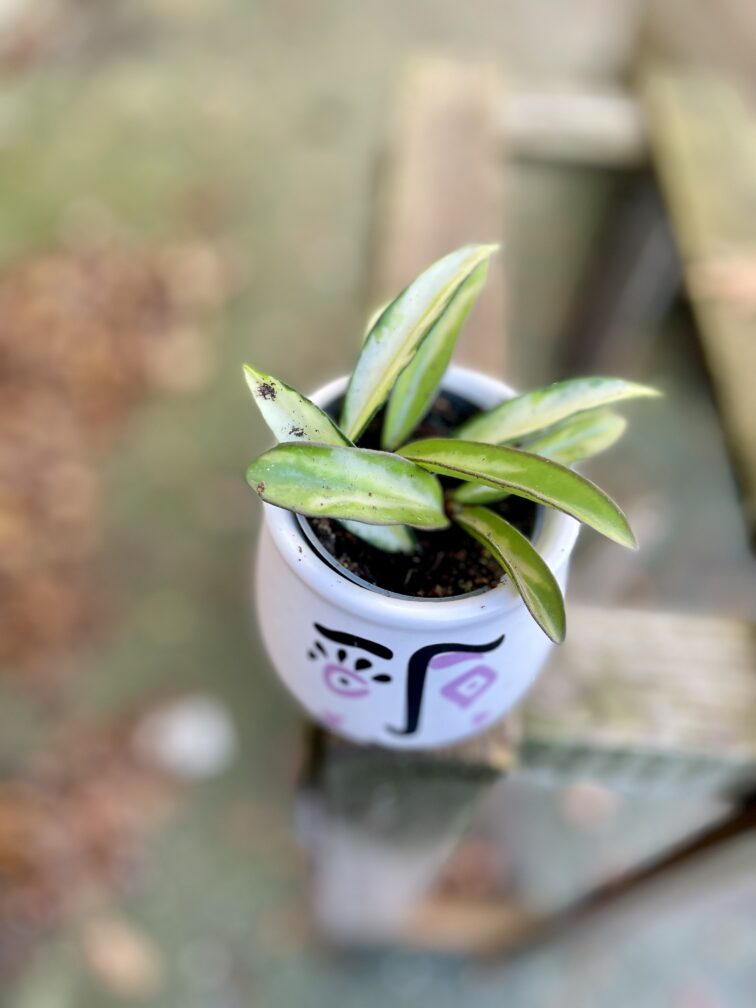 Zdjęcie rosliny doniczkowej Hoya wayetii (kentiana) variegata, ujęcie 1