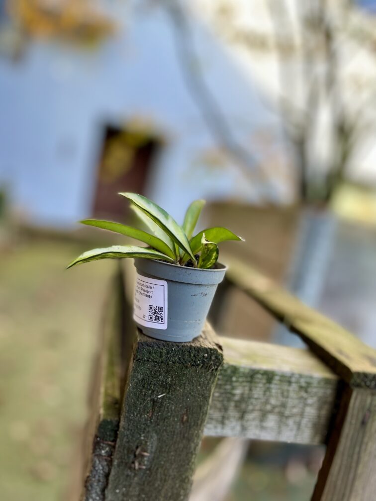 Zdjęcie rosliny doniczkowej Hoya wayetii (kentiana) variegata, ujęcie 3