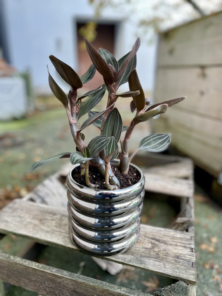 ludisia-discolor_12x24-1_1699093414.jpg Zdjęcie rosliny doniczkowej Ludisia discolor, ujęcie 1