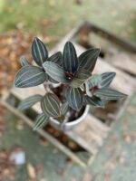 Zdjęcie rosliny doniczkowej Ludisia discolor, ujęcie 2