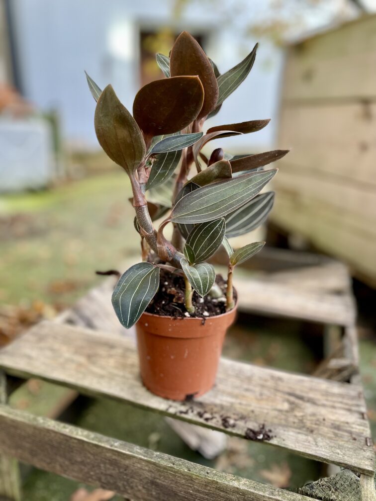 Zdjęcie rosliny doniczkowej Ludisia discolor, ujęcie 3