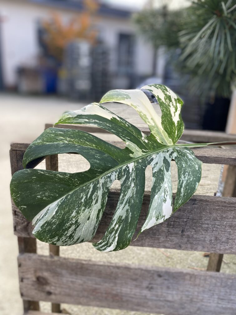 monstera-variegata-sadzonka-pedowa_1-1_1699437413.jpg Zdjęcie rosliny doniczkowej Monstera variegata - sadzonka pędowa 1, ujęcie 1