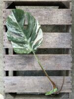 Zdjęcie rosliny doniczkowej Monstera variegata - sadzonka pędowa 1, ujęcie 2