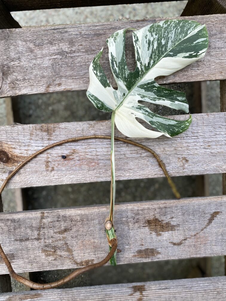 Zdjęcie rosliny doniczkowej Monstera variegata - sadzonka pędowa, ujęcie 2