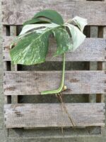 Zdjęcie rosliny doniczkowej Monstera variegata - sadzonka pędowa 1x30 cm, ujęcie 2