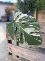 Zdjęcie rosliny doniczkowej Monstera variegata - sadzonka pędowa 2, ujęcie 1