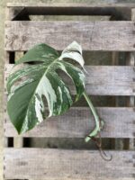 Zdjęcie rosliny doniczkowej Monstera variegata - sadzonka pędowa 2, ujęcie 2
