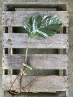 Zdjęcie rosliny doniczkowej Monstera variegata - sadzonka pędowa 3, ujęcie 2