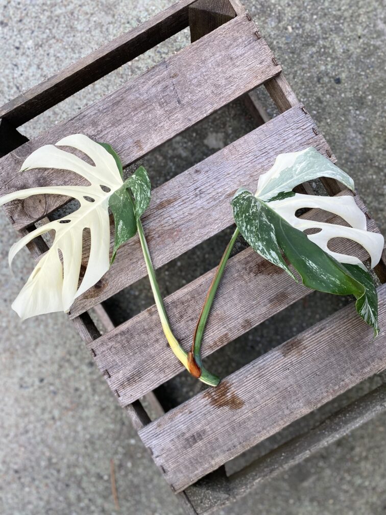 Zdjęcie rosliny doniczkowej Monstera Variegata sadzonka szczytowa 1x27 cm, ujęcie 2