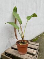Zdjęcie rosliny doniczkowej Philodendron heterocraspedon, ujęcie 3