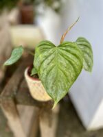 Zdjęcie rosliny doniczkowej Philodendron Majestic, ujęcie 1
