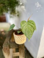 Zdjęcie rosliny doniczkowej Philodendron Majestic, ujęcie 2