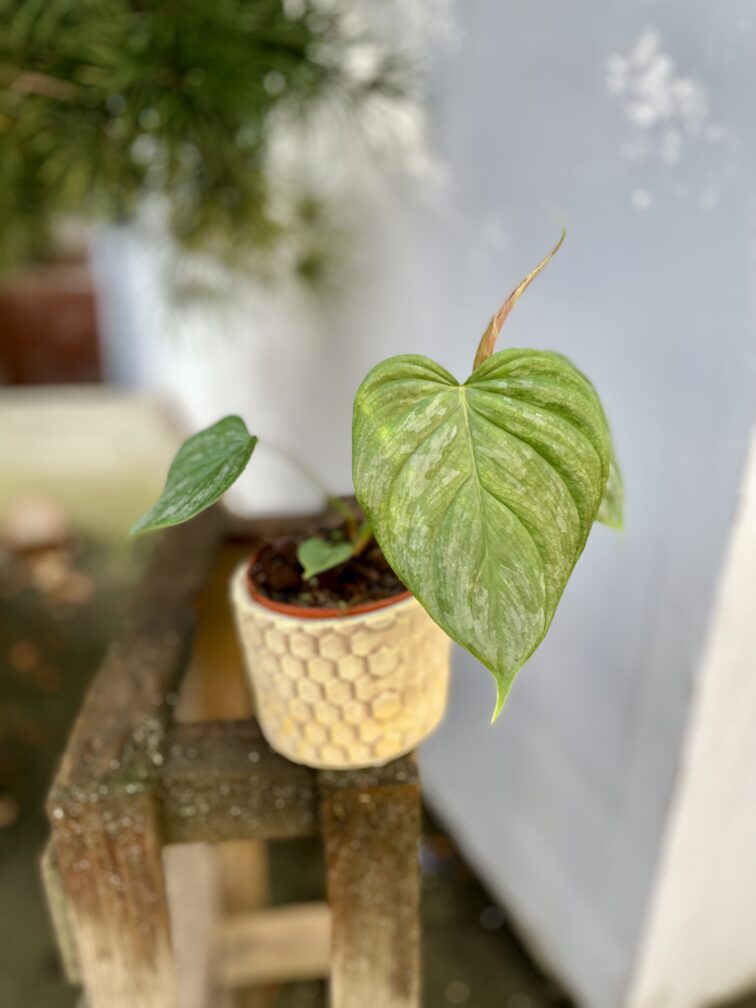 Zdjęcie rosliny doniczkowej Philodendron Majestic, ujęcie 2