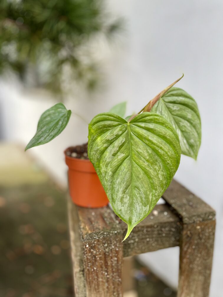 Zdjęcie rosliny doniczkowej Philodendron Majestic, ujęcie 3