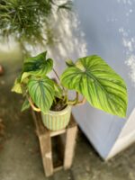 Zdjęcie rosliny doniczkowej Philodendron Plowmanii, ujęcie 1