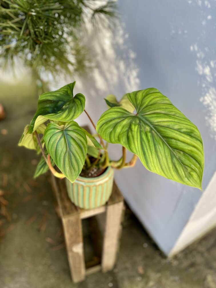 Zdjęcie rosliny doniczkowej Philodendron Plowmanii, ujęcie 1
