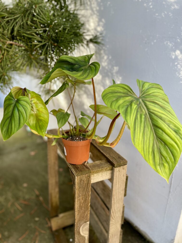 Zdjęcie rosliny doniczkowej Philodendron Plowmanii, ujęcie 2