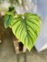 Zdjęcie rosliny doniczkowej Philodendron Plowmanii, ujęcie 3