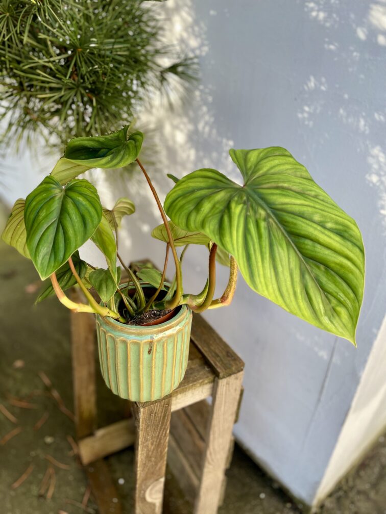 Zdjęcie rosliny doniczkowej Philodendron Plowmanii, ujęcie 4