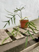 Zdjęcie rosliny doniczkowej Philodendron polypodioides, ujęcie 1
