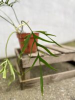 Zdjęcie rosliny doniczkowej Philodendron polypodioides, ujęcie 2