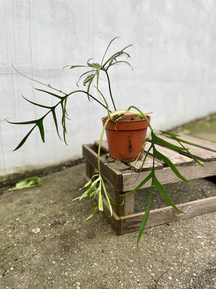 Zdjęcie rosliny doniczkowej Philodendron polypodioides, ujęcie 3