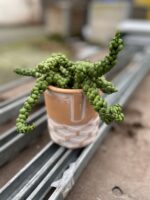 Zdjęcie rosliny doniczkowej Dischidia Pangolin Kisses, ujęcie 1