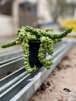 Zdjęcie rosliny doniczkowej Dischidia Pangolin Kisses, ujęcie 2