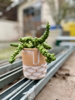 Zdjęcie rosliny doniczkowej Dischidia Pangolin Kisses, ujęcie 3