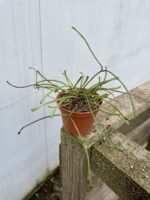 Zdjęcie rosliny doniczkowej Hoya retusa, ujęcie 3
