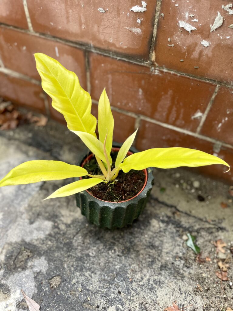 Philodendron Gergaji Golden Saw - Jungle Boogie