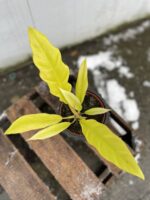 Zdjęcie rosliny doniczkowej Philodendron Gergaji Golden Saw, ujęcie 3