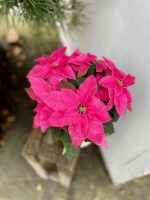 Zdjęcie rosliny doniczkowej Princettia Dark pink, ujęcie 1