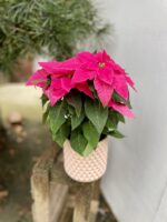 Zdjęcie rosliny doniczkowej Princettia Dark pink, ujęcie 2