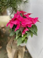 Zdjęcie rosliny doniczkowej Princettia Dark pink, ujęcie 3