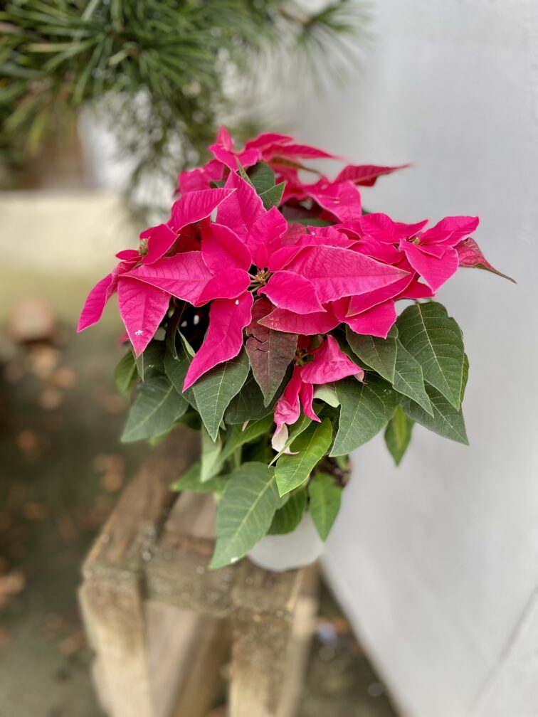 Zdjęcie rosliny doniczkowej Princettia Dark pink, ujęcie 3