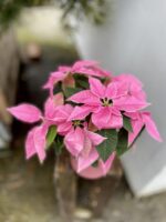Zdjęcie rosliny doniczkowej Princettia Hot Pink Glitter (Gwiazda betlejemska), ujęcie 1