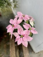 Zdjęcie rosliny doniczkowej Princettia Light Pink, ujęcie 1